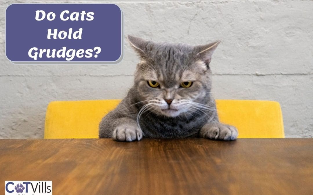Do Cats Hold Grudges? Here’s What Your Feline Has to Say!