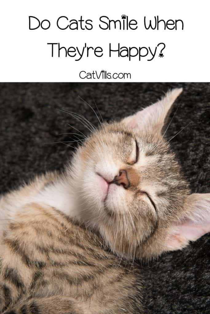 a happy kitten so do cats smile?