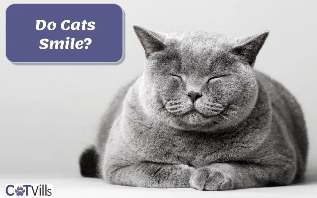 Do Cats Smile When They Are Happy?