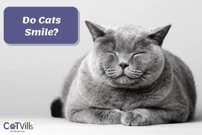british shorthair seems to smile so do cats smile?