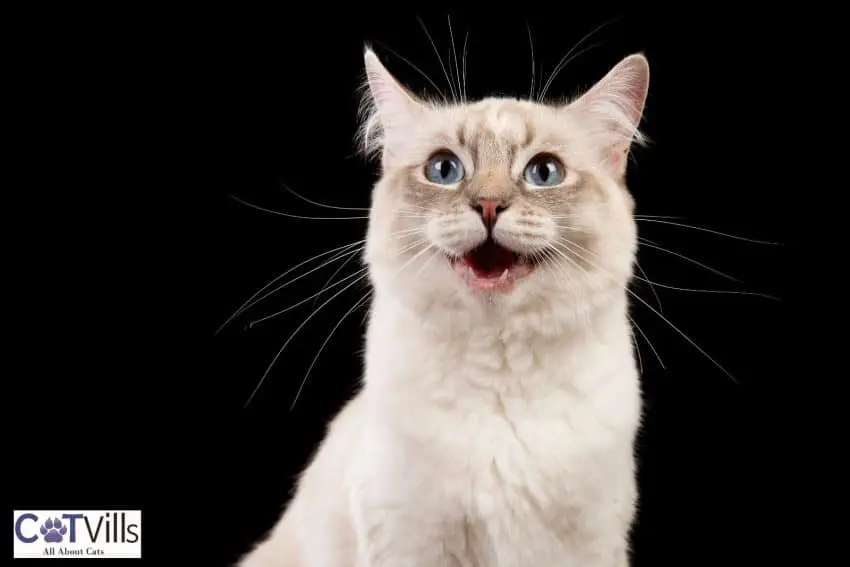 Do Cats Smile 8 Signs That Your Cat Is Happy