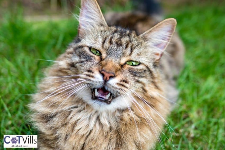 Maine coon with bright green eyes