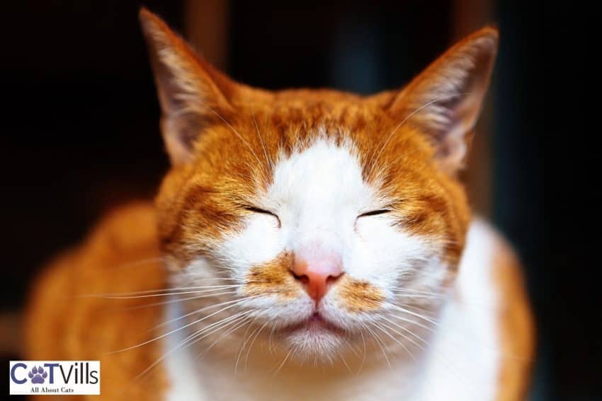 orange cat slow blinking
