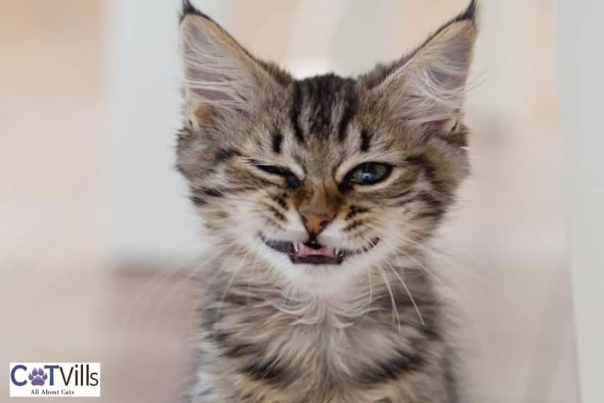 cute kitten smirking