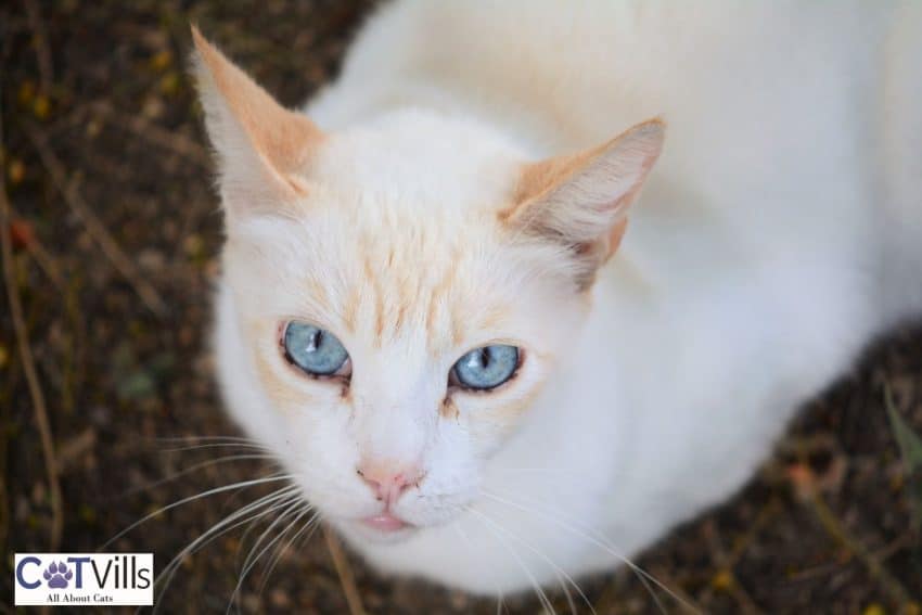 flame point siamese looking at the camera