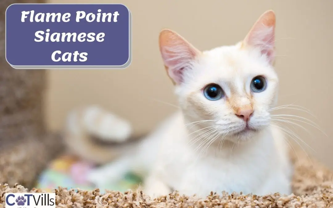 Everything About the Flame Point Siamese Cats