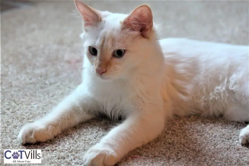 flame point siamese kitten lying on the carpet