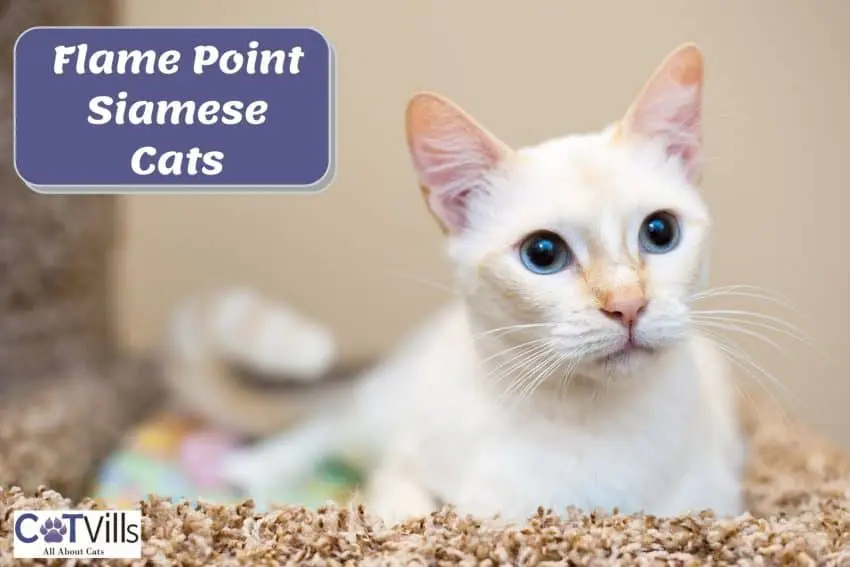 flame point siamese cat lying on the carpet