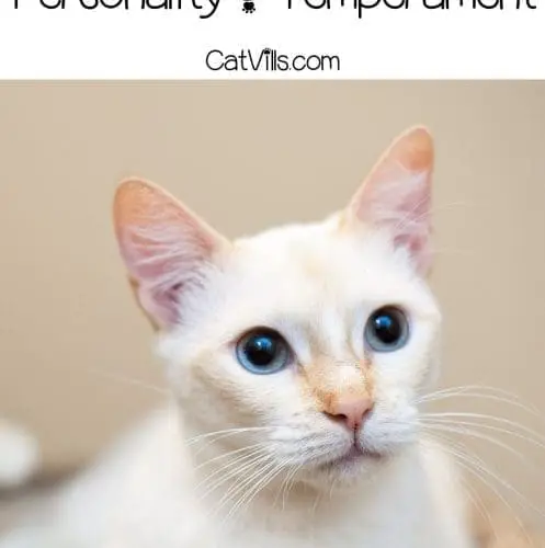 adorable flame point siamese cat