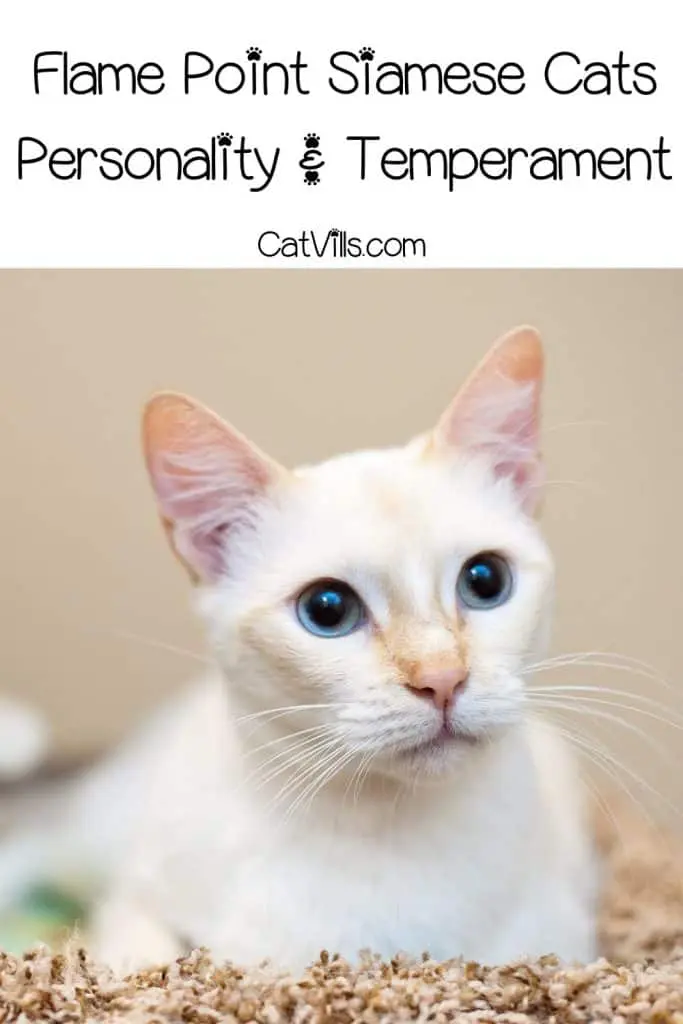 adorable flame point siamese cat