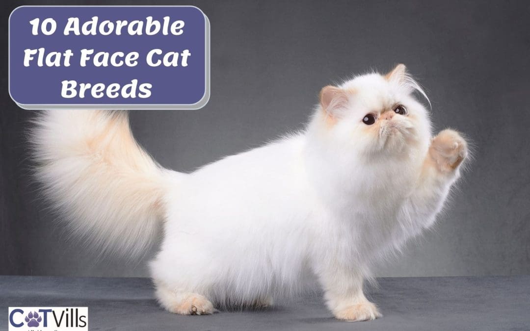 10 Adorable Flat Faced Cat Breeds You Will Fall In Love With