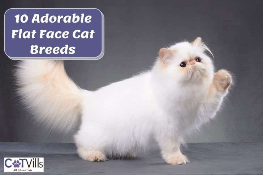 white Persian kitten, a very cute flat face cat