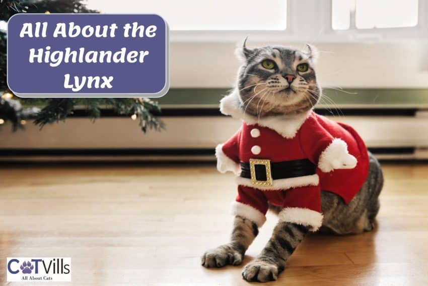adorable highland lynx wearing a Santa costume