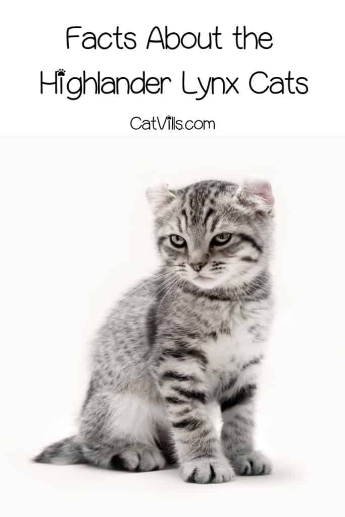 highlander lynx kitten with fierce look