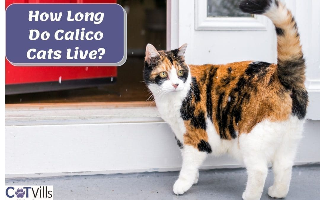 What is the Average Lifespan of a Calico Cat?
