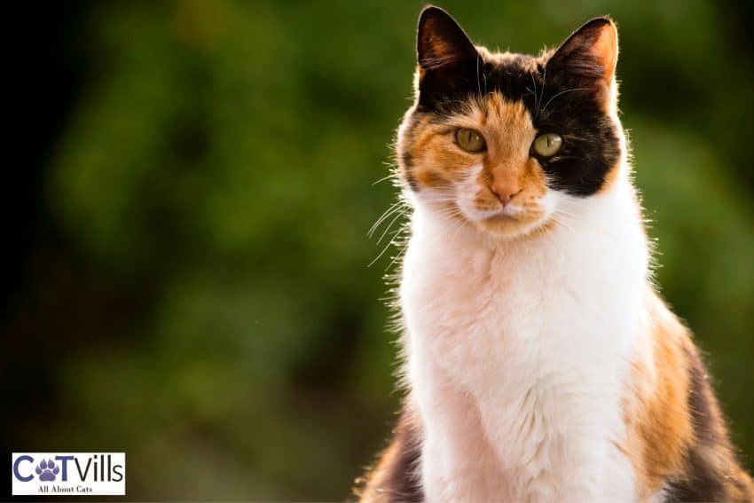 fierce calico cat