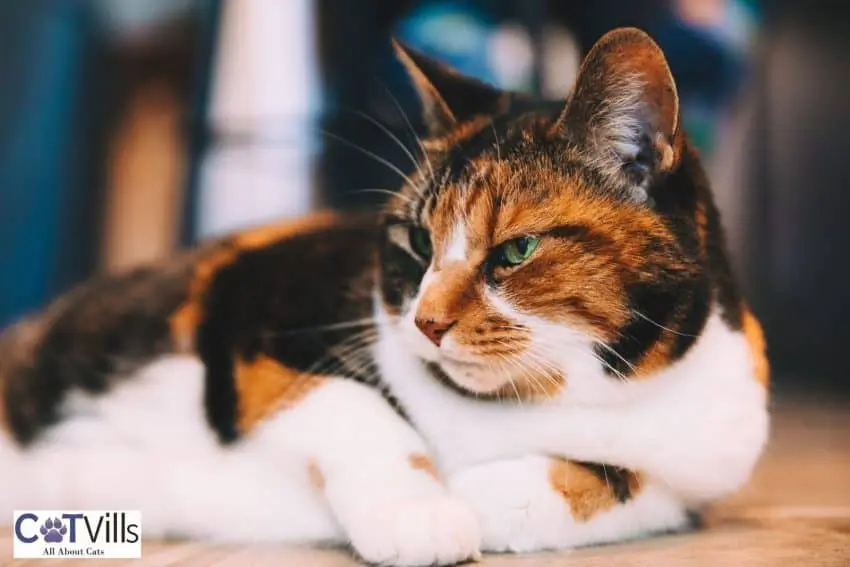 beautiful indoor calico cat