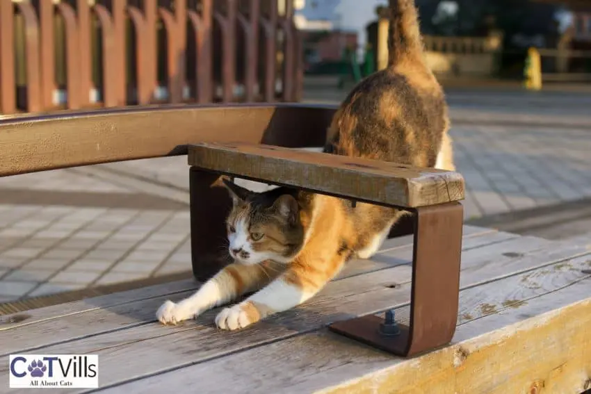 calico cat stretching under the chair