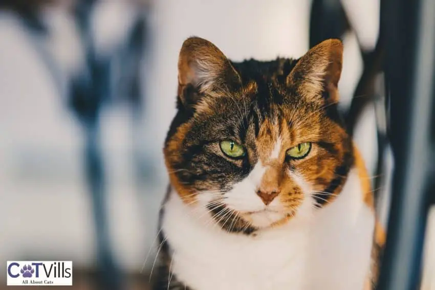 chubby calico cat with green eyes