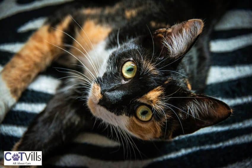 calico cat lying on the striped blanket