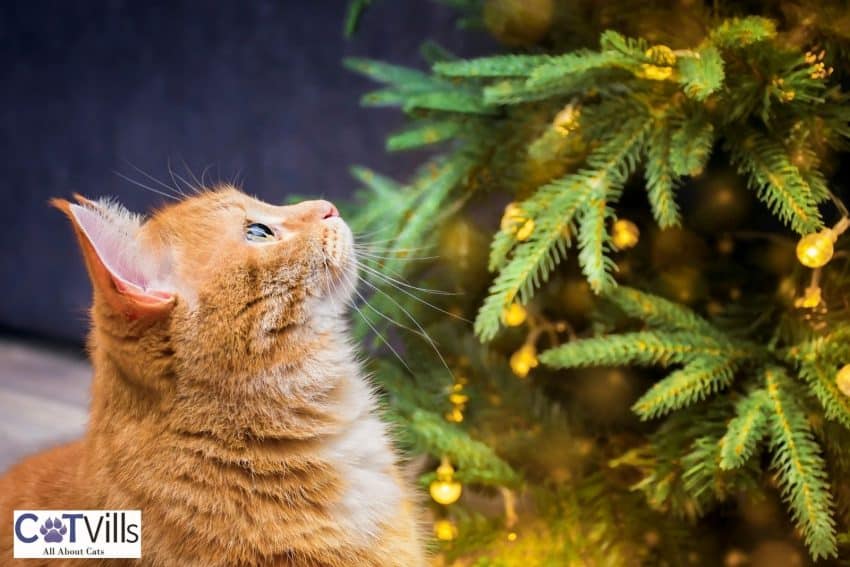 ginger cat looking at the bright Christmas tree but how do you keep cats away from Christmas tree?