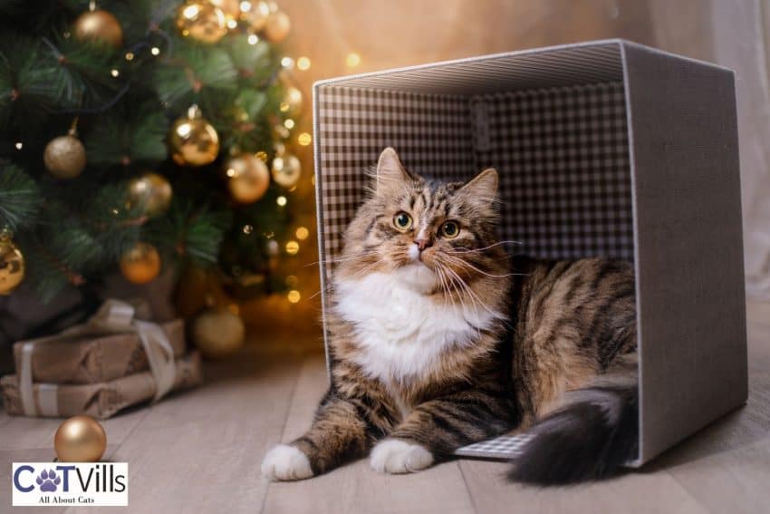 tabby cat sitting on a cardboard beside a Christmas tree