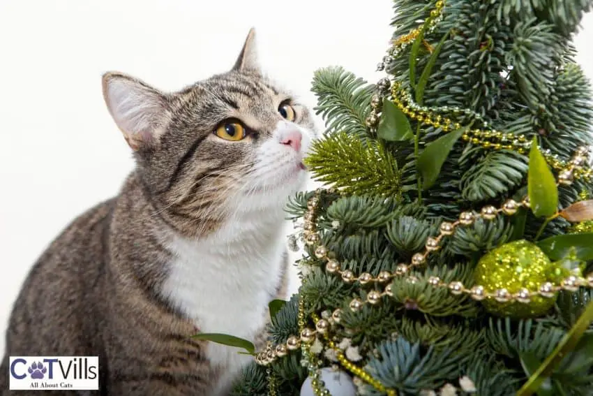 tabby cat smelling the Christmas tree