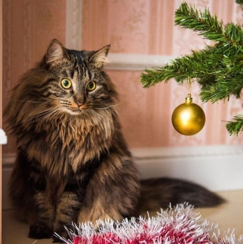 Maine coon looking at the gold Christmas ball (how to cat-proof your christmas tree )