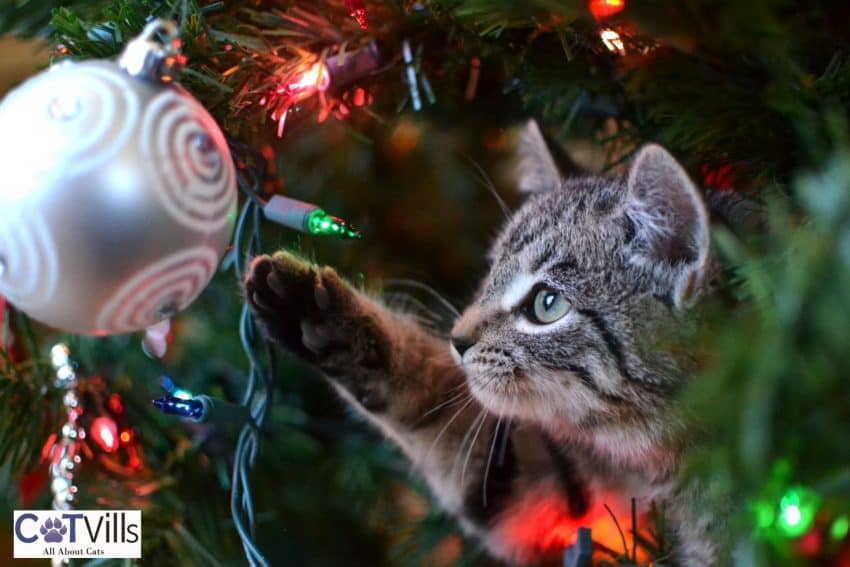 kitten reaching out to the Christmas lights so how to keep cats away from Christmas tree?