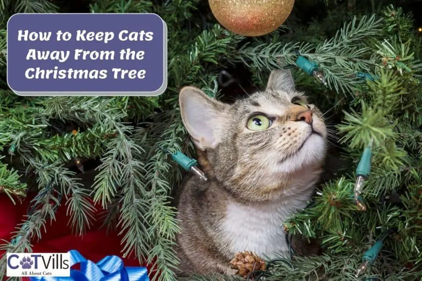 How to Cat-Proof Your Christmas Tree: 3 Easy Ways