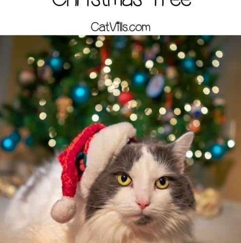 cat wearing a Santa hat