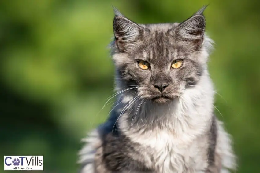 smoke Maine coon color