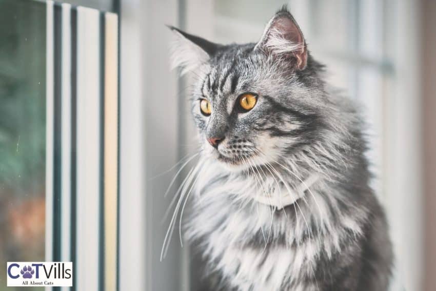 shaded Maine coon cat