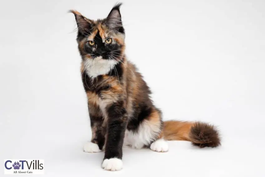 Tortoiseshell Maine coon cat