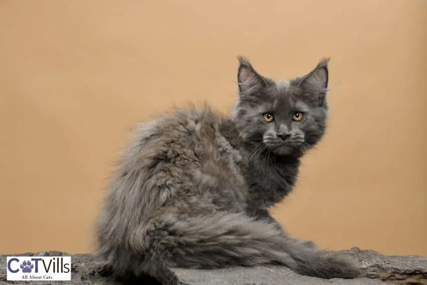 blue Maine coon with grey maine coon colors