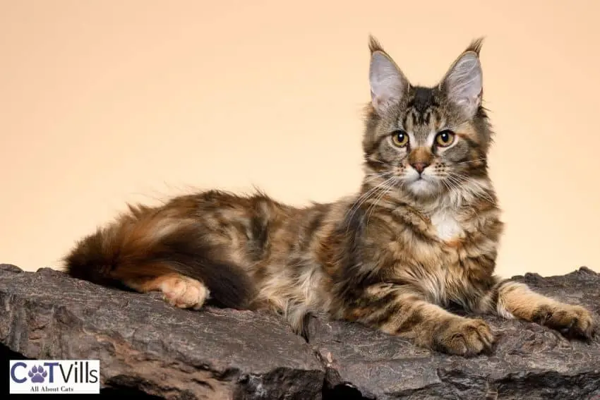 brown Maine coon