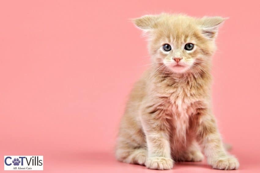 cream Maine coon kitten (maine coon colors)