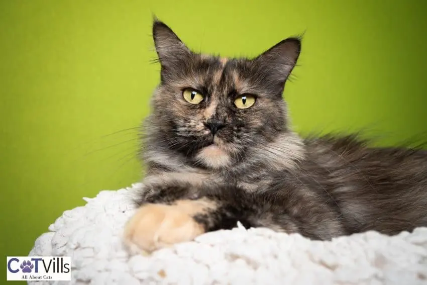 beautiful Tortoiseshell Maine coon cat