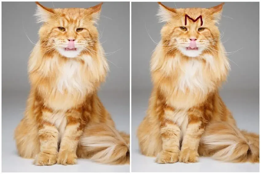 maine coon has an m on forehead