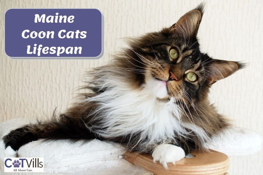 Maine coon posing beside "Maine coon lifespan" text