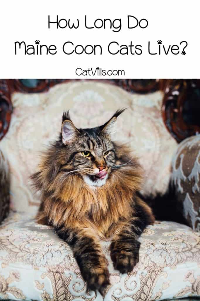 handsome Maine coon sitting on a couch