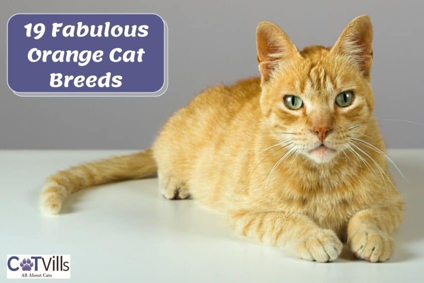 one of the prettiest orange cat breeds looking at the camera