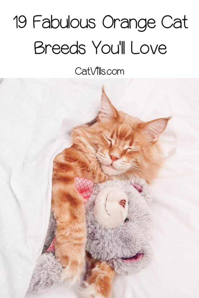 sleeping orange fluffy cat while hugging the bear