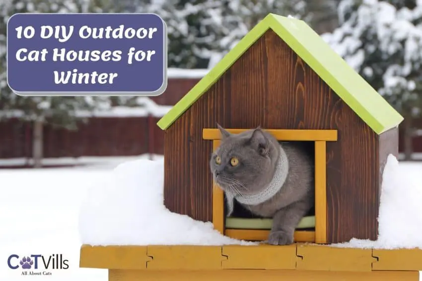 grey cat inside his outdoor cat house for winter