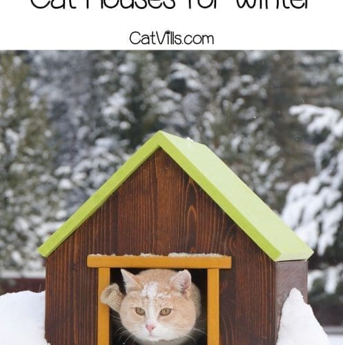 cat cozy inside the outdoor cat house for winter