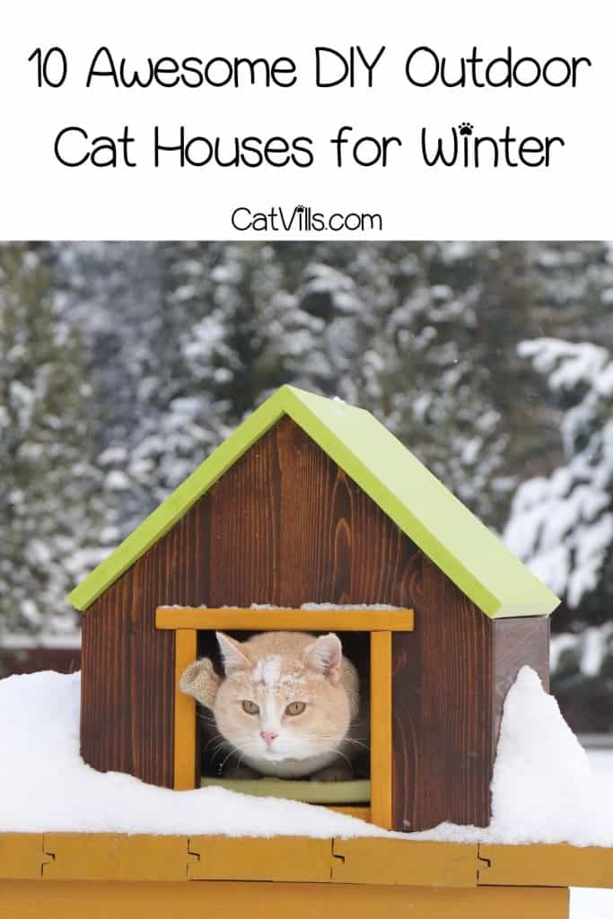 cat cozy inside the outdoor cat house for winter