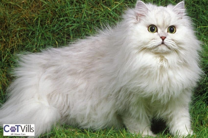 Chinchilla Persian, a smash faced cat