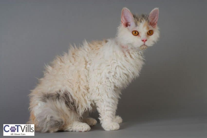 selkirk rex cat, one of the cutest flat face cats