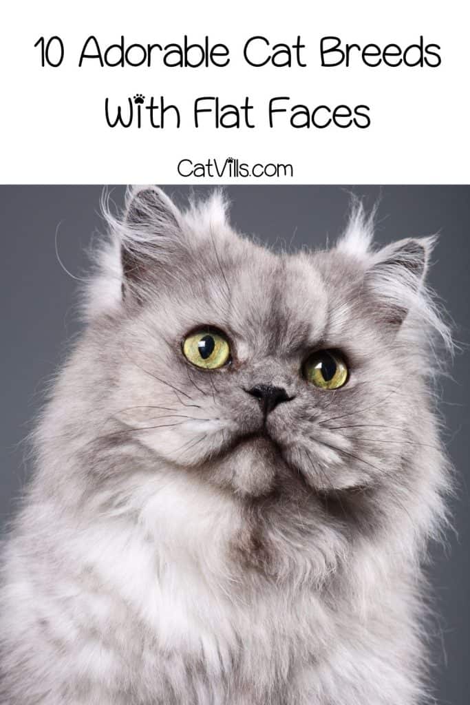 grey Persian, smushed face cat