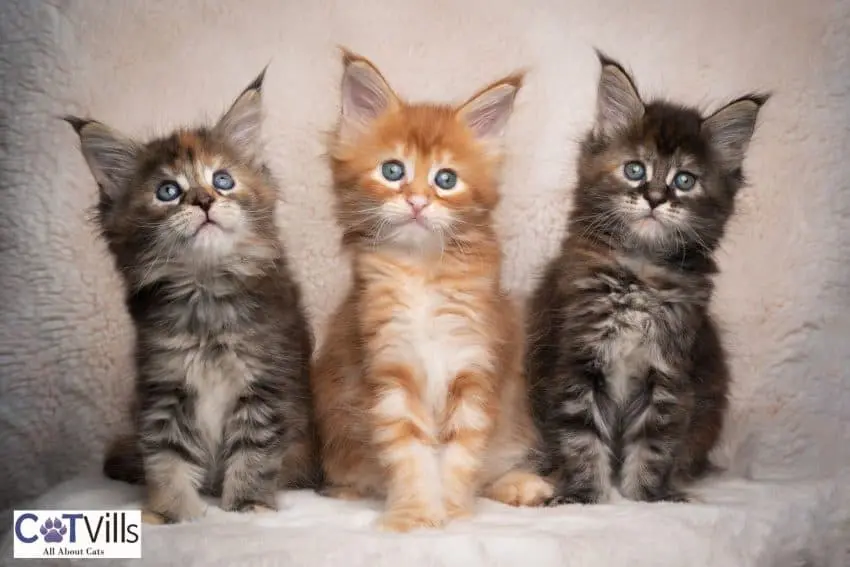 beautiful tabby Maine coon kittens